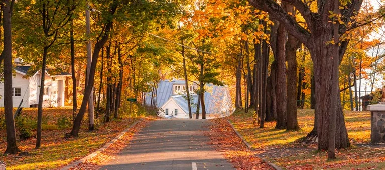 Trees with golden orange autumn leaves on a residential street